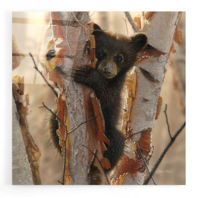 " Curious Cub II " by Collin Bogle