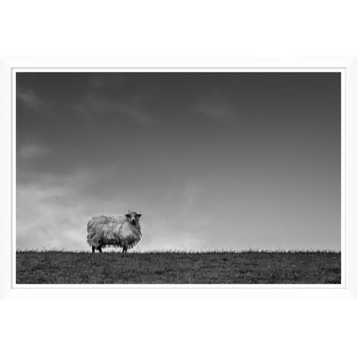 Solo Sheep - Photographie avec cadre photo