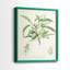 Antique Ammond Botanical III - reproduction encadrée de qualité supérieure - prête à être accrochée - aucun clou requis - aucun clou requis-1669487681-1669487685