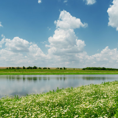 " Chamomiles Meadow "