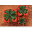 Christmas Decorative Accent