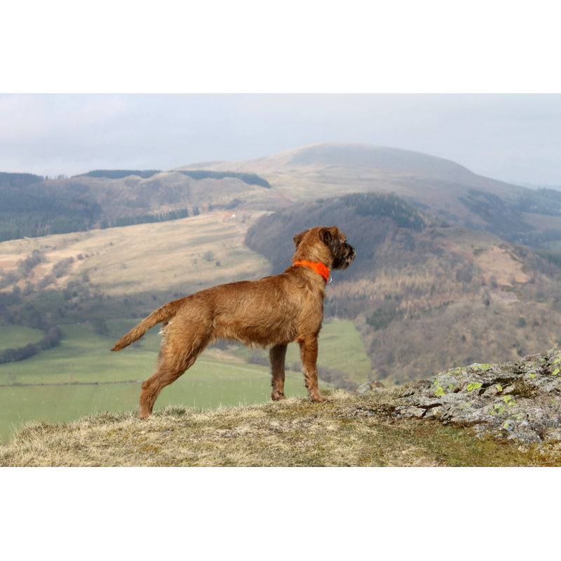 " Female Border Terrier " by Shellhawker, 32" H x 48" W