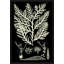 Seaweed Diagram IV Framed