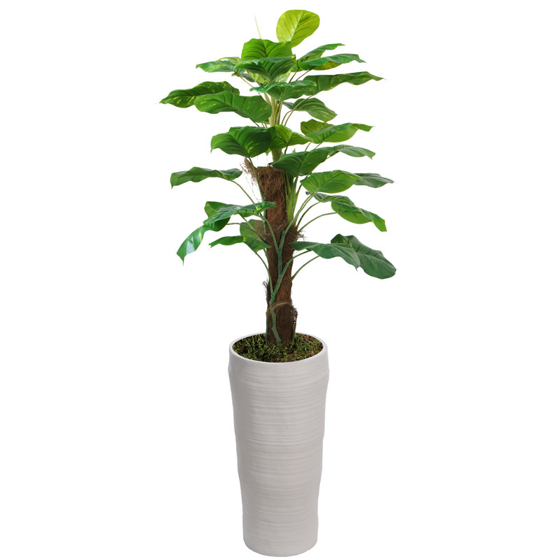 Panama, plante à feuillage en pot