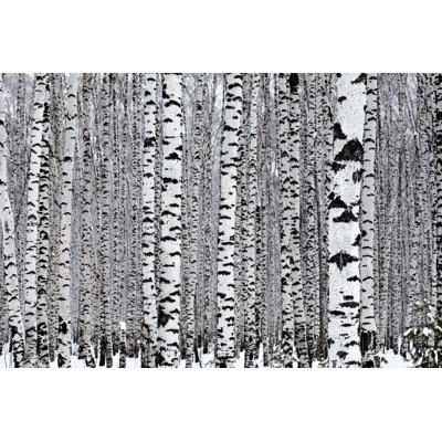 Bois de bouleau de Tuchkovo