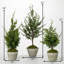 Simms 32'' Faux Cedar Tree in Cement Pot