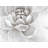 Delicate White Chrysanthemum Print On Canvas