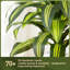 180 Cm Artificial Dracaena Tree With Taper Planter-1905040172