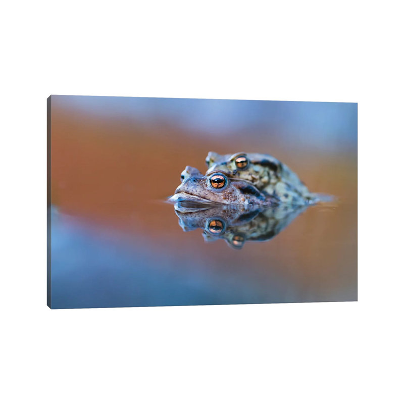 Toads' Love by Mateusz Piesiak - Wrapped Canvas Print, 20.32 cm H x 30.48 cm W