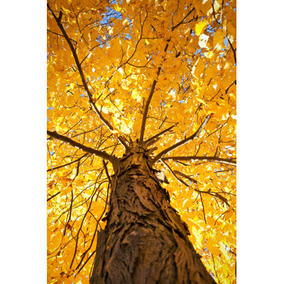 Under a Yellow Fall Tree 1 Piece Wrapped Canvas Wall Art