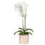 Orchidée rayée en pot