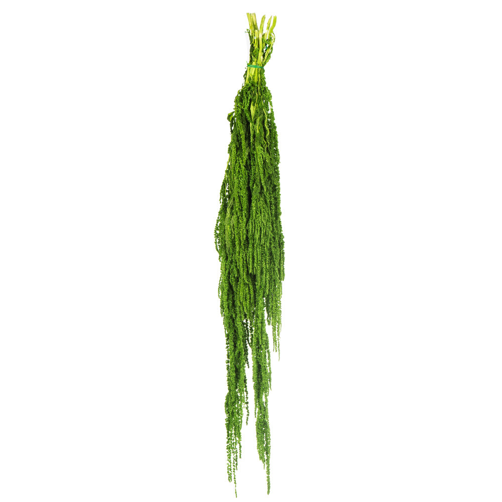 Preserved Amaranthus Stems, Spring Green