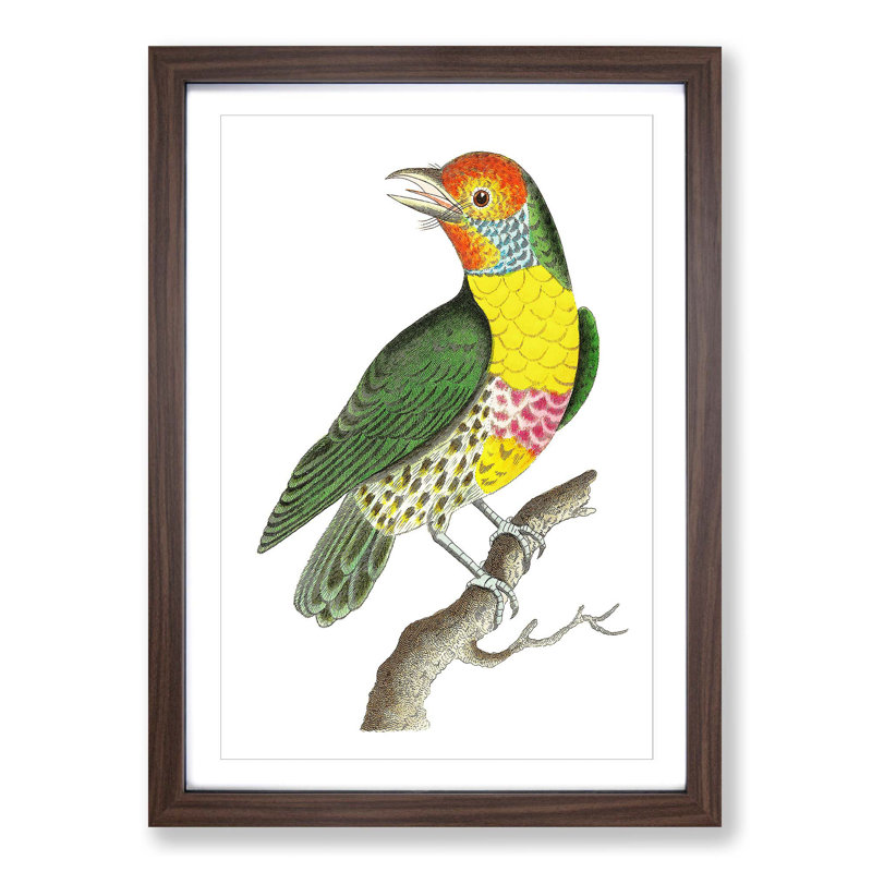Mayna Barbet Bird by George Shaw - Picture Frame Painting Print, Walnut Framed, 36cm H x 27cm W x 2cm D