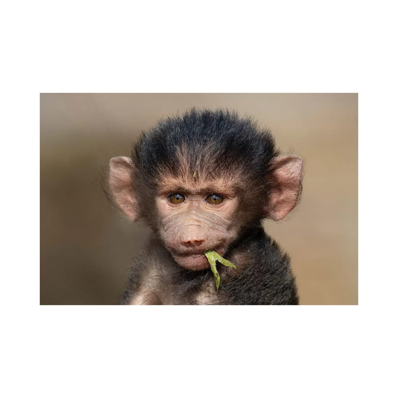 Baboon Baby III by Mogens Trolle - Wrapped Canvas Gallery-Wrapped Canvas Giclée, 20.32 cm H x 30.48 cm W