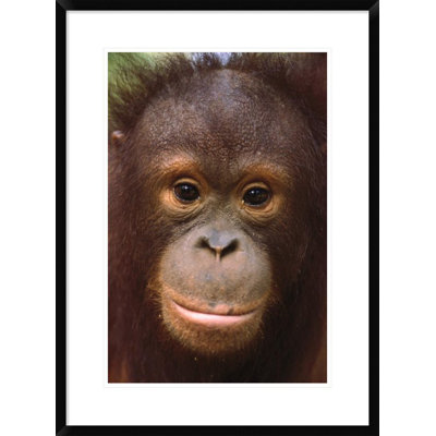 " Orangutan Close-Up Portrait Of Juvenile "