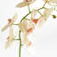 28-Inch Phalaenopsis Orchid Stem-966456597