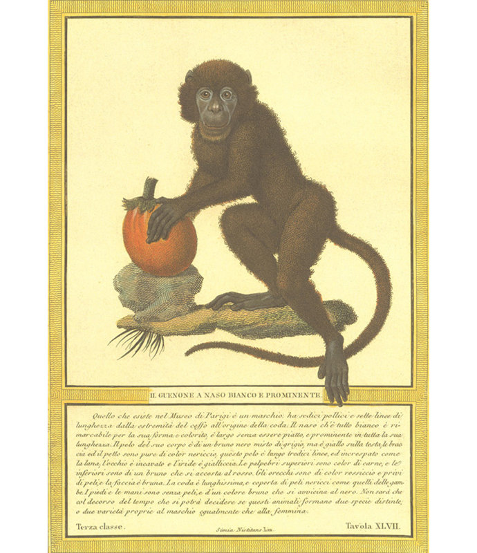 Monkey II, 18" H x 12" W
