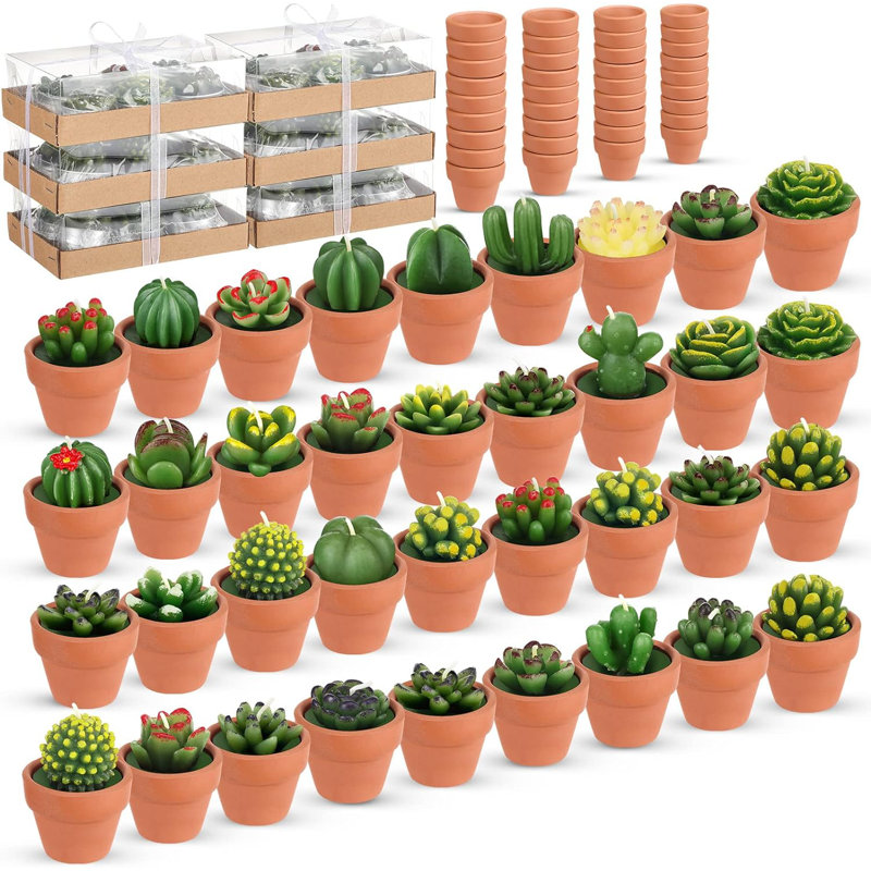 Ensemble de 36 bougies chauffe-plat Cactus