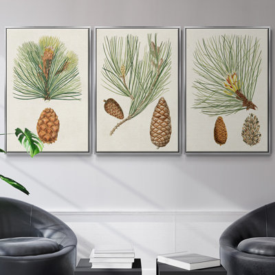 Antique Pine Cones II - 3 pièces, impression sur toile