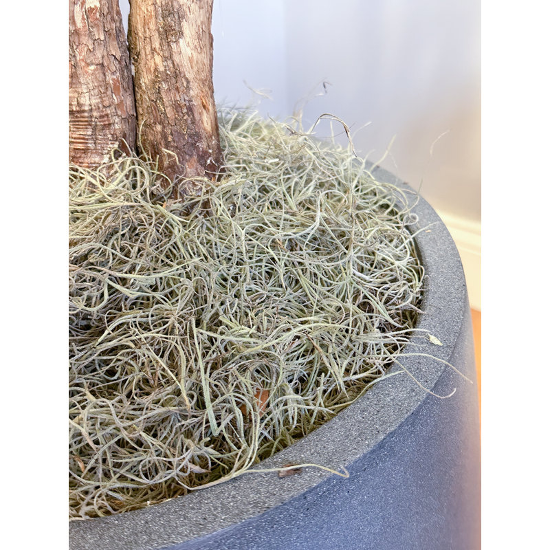 Faux Cherry Blossom Tree Plant in Fiberstone Planter