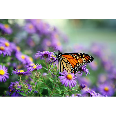 Alimentation par Blackwater Images