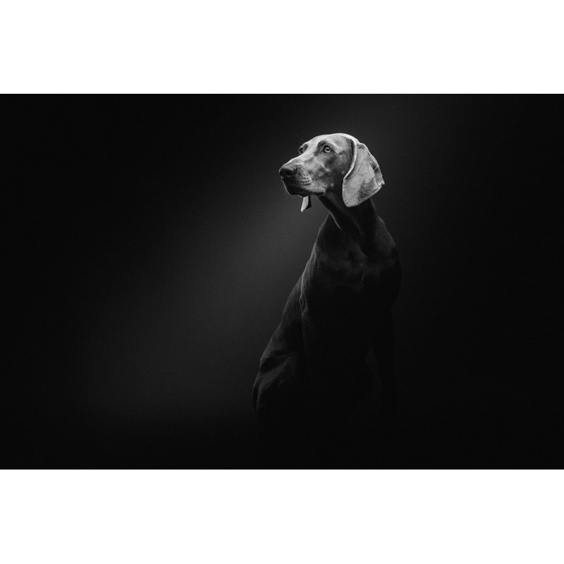 Purebred Weimaraner Dog by Druvo - No Frame Print on Canvas, 20cm H x 30cm W