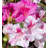 1 Gallon Autumn Twist Encore Azalea - Reblooming Evergreen Shrub for Full Sun to Part Shade