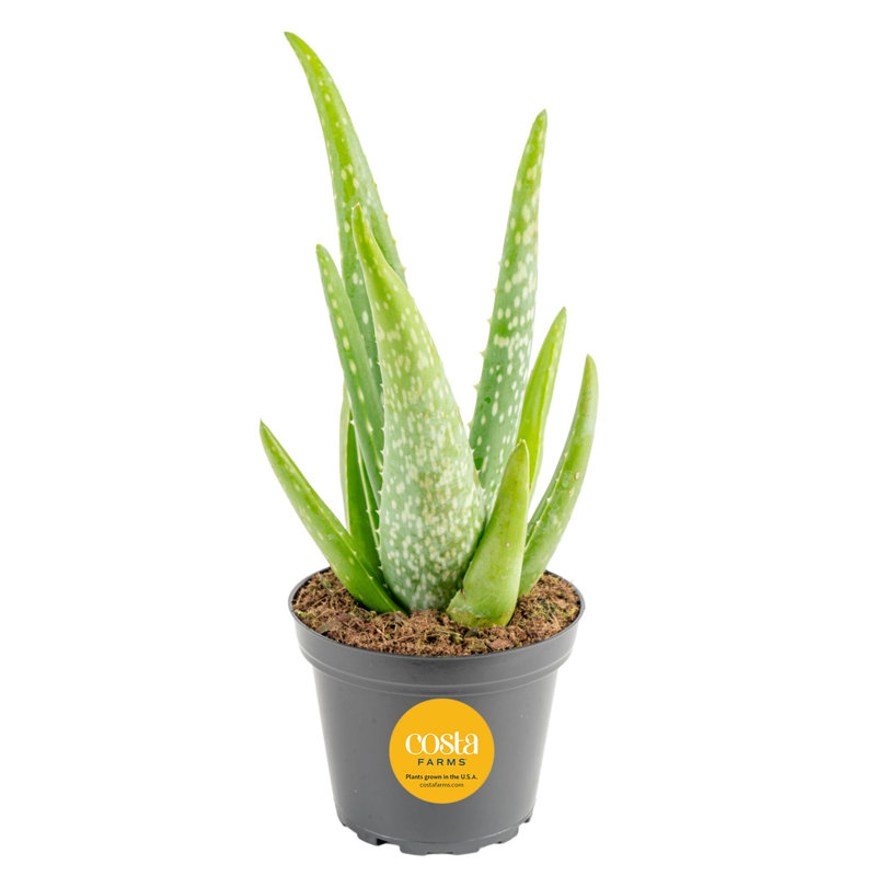 Aloe Vera in Nursery Pot