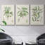 Antique Ammond Botanical II, ensemble de 3 toiles encadrées-97759994-97759995
