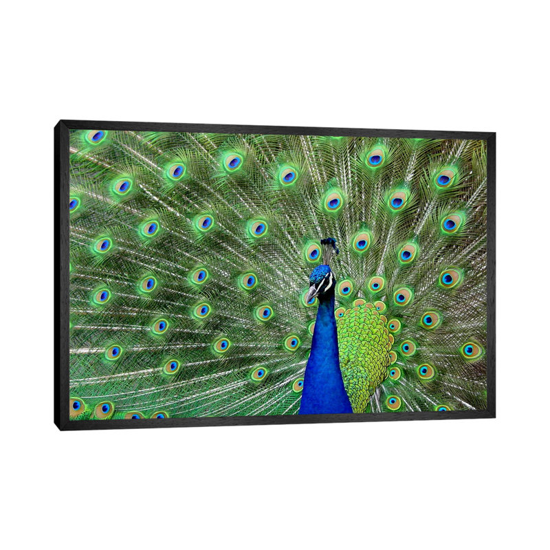 Peacock Feathers - Floater Frame Print on Canvas, 66.04 cm H x 45.72 cm W, Black