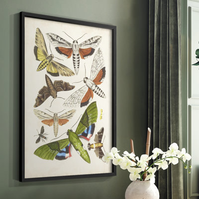 Antique Moths II Framed Print - Solid Wood