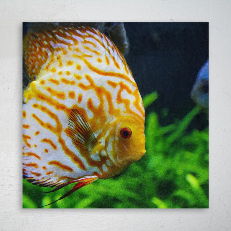 Reef Scene Tropical Fish Photo Photograph Cool Fish Poster Aquatic Wall  Decor Fish Pictures Wall Art Underwater Picture of Fish for Wall Wildlife  Reef