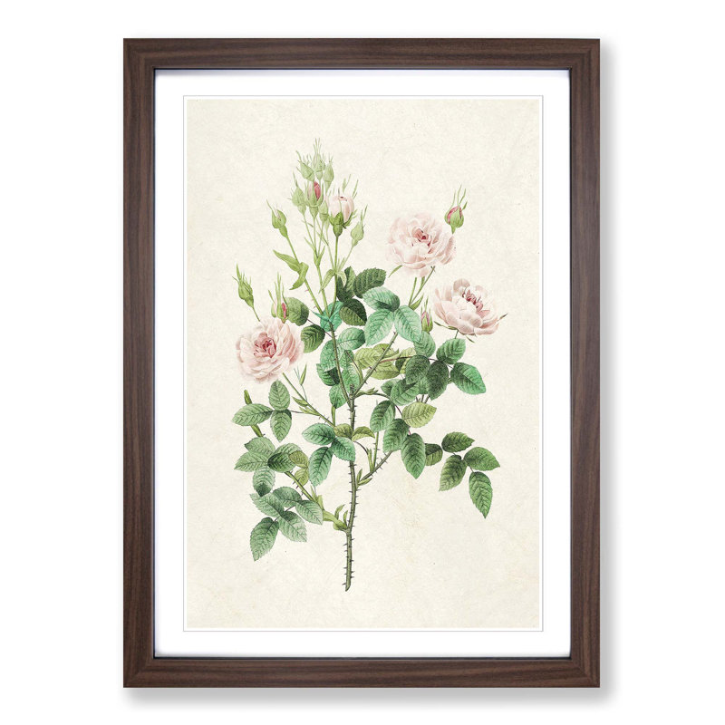 Pompon Roses by Pierre-Joseph Redoute - Framed Print, 65cm H x 48cm W x 2cm D, Walnut Framed