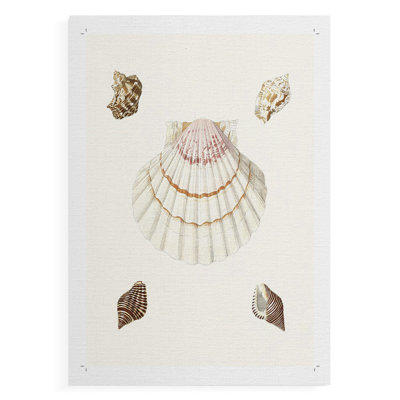 Pastel Knorr Shells IV - Impression sur toile seulement - NON CADRE