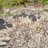 Emaliya Iron Birdbath