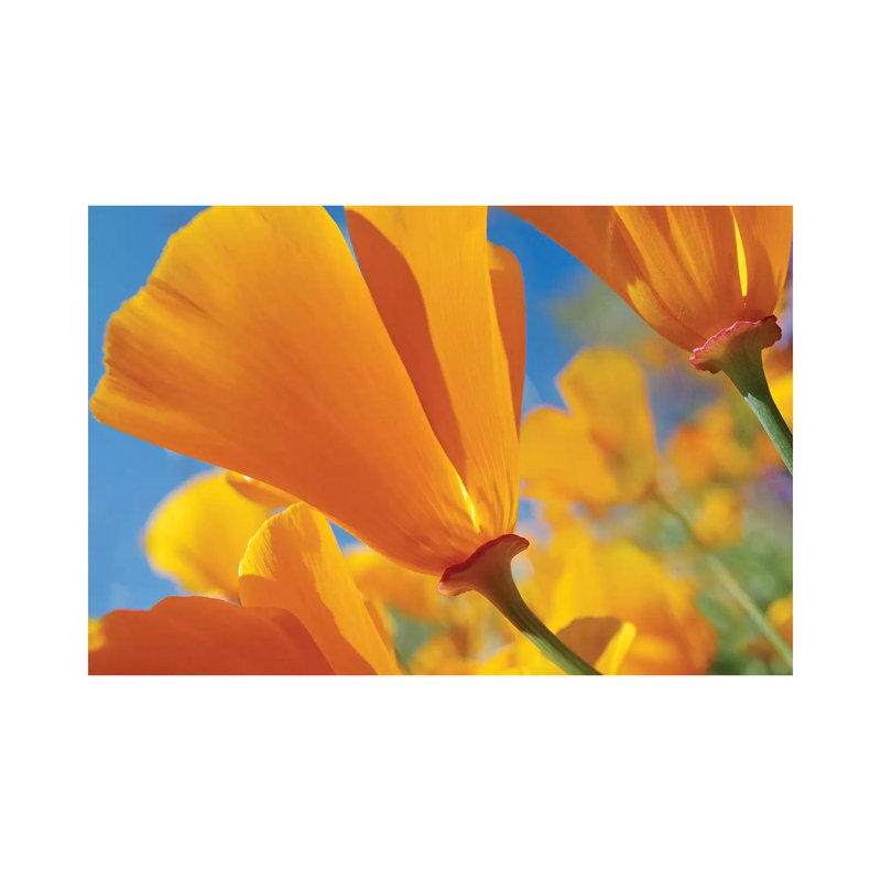 California Poppy Flowers, Antelope Valley, California I by Tim Fitzharris - Gallery-Wrapped Canvas Giclée on Canvas, Canvas