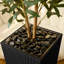 Adcock Faux Olive Tree with UV Protection, 2 Natural Tree Trunks, Large Decorative Potted Olive Tree-307165304-307165307