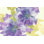 «Violet and Gray I» par Chris Paschke - peinture sur toile tendue