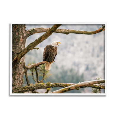 " Eagle Perched Forest Tree Branches "