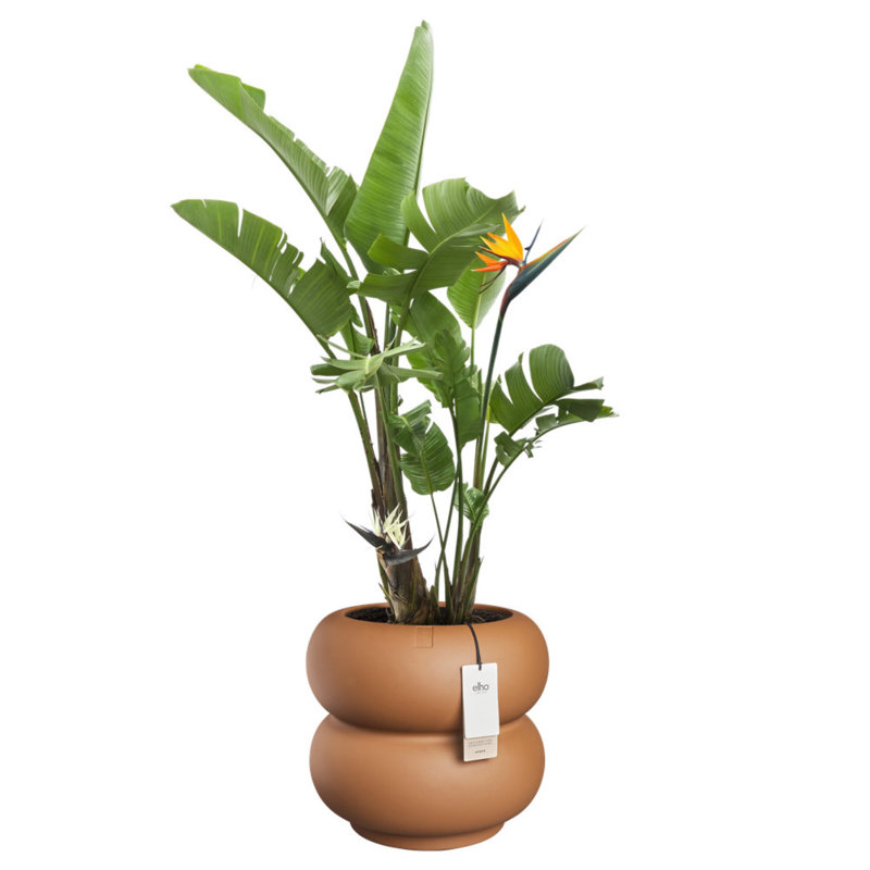 Elho Amber Roll Low 43cm, Brown