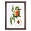 Juicy Peach Tree by Giorgio Gallesio - Picture Frame Graphic Art Print-55610142-55610143