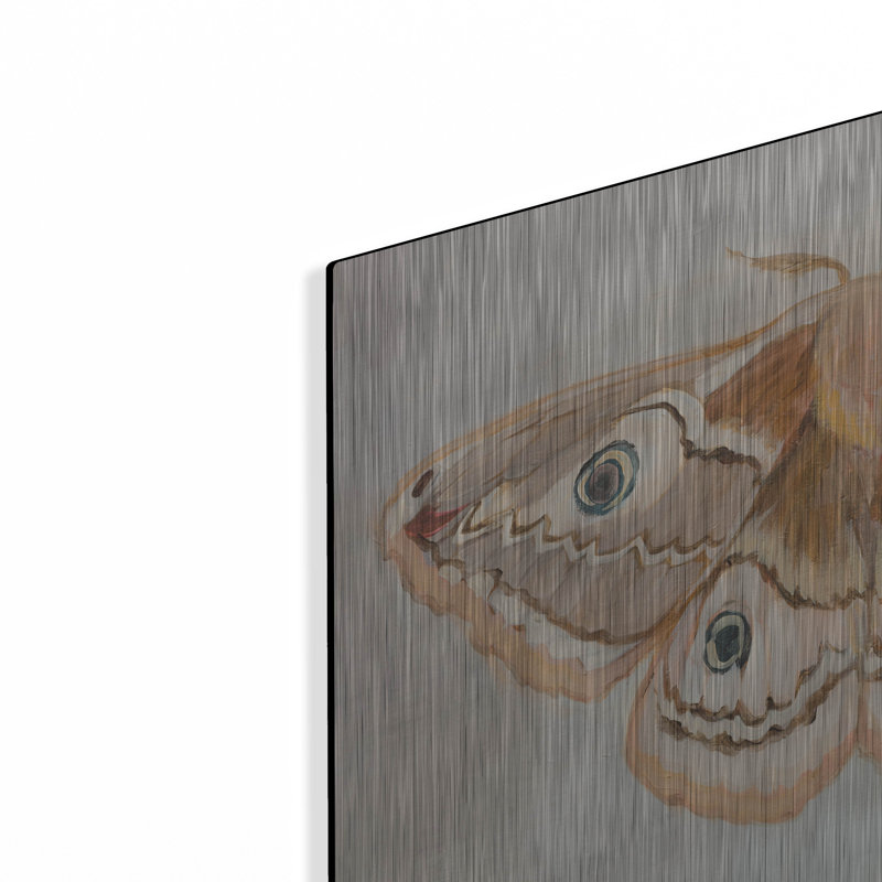 «Forest Moth 2» par Julia Purinton, art mural August Grove®, 16 po x 12 po, H 12 po x l 16 po