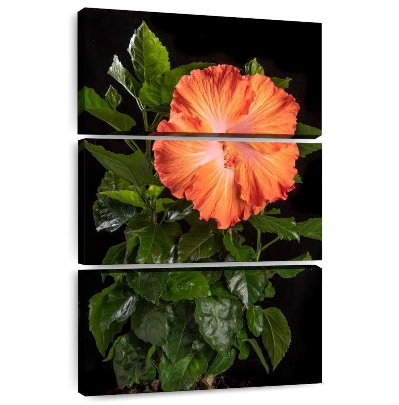 Fleur orange d'hibiscus hawaïen, H 45 po x l 28 po