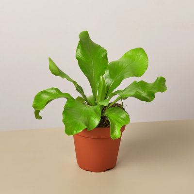 House Plant Shop Live Fern Plant Low Maintenance Plant Rattan