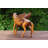 Jayanthi Animals Figurines & Sculptures