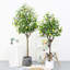 Anayeli Tree-689475020