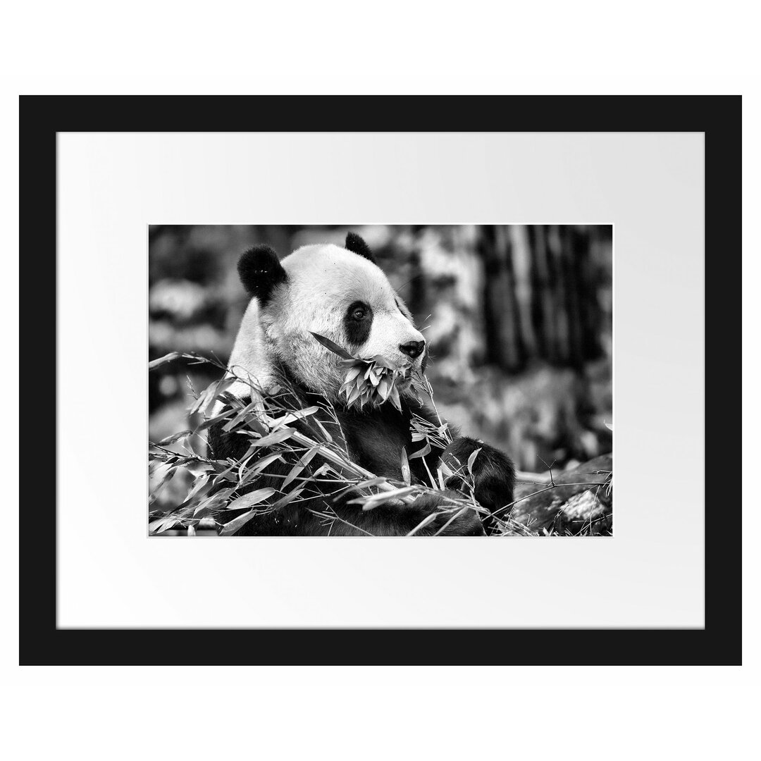 Gerahmter Fotodruck Panda Eating