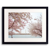 Full Bloom Ii Print by Scott Wurzel