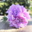 Arrangement floral dahlia de bouquet artificiel-1914350807