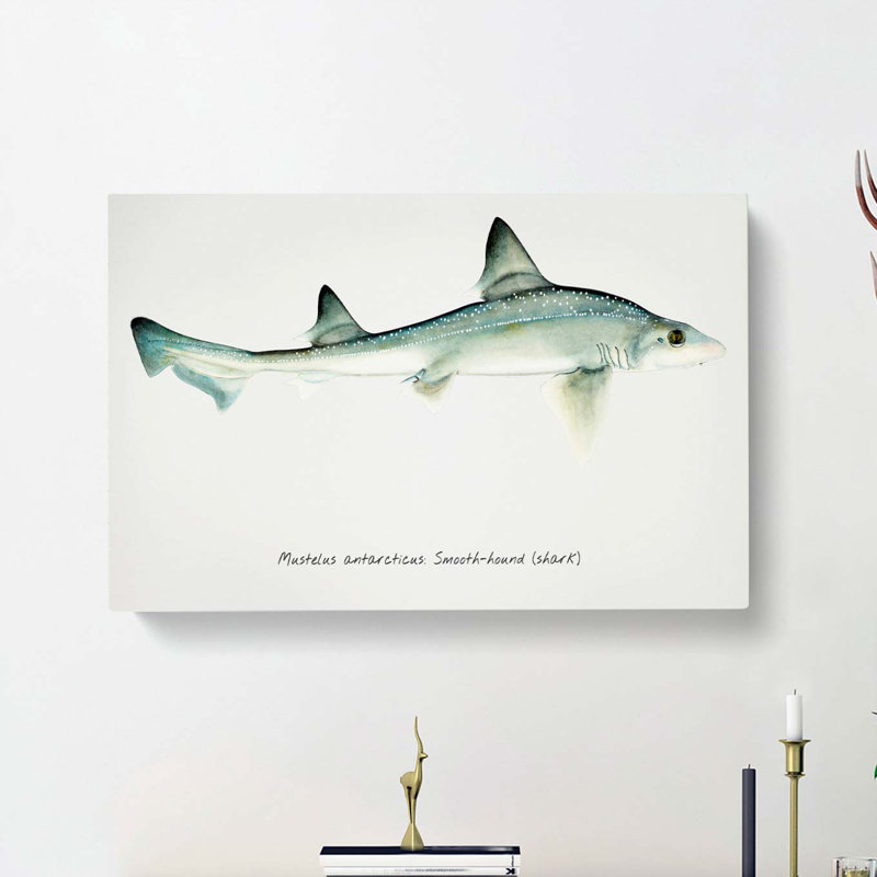 Illustration Of A Smooth-Hound Shark by F.E. Clarke - Wrapped Canvas Painting, 50cm H x 76cm W x 3cm D